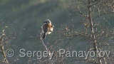 Video of Red-backed Shrike - Red-backed Shrike hunting in breading period on Shablensko lake, Bulgaria